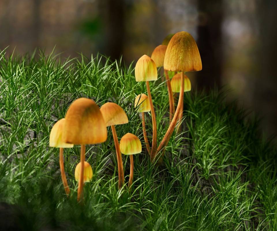 <a href="https://unsplash.com/@omilaev?utm_content=creditCopyText&utm_medium=referral&utm_source=unsplash">Igor Omilaev</a> on <a href="https://unsplash.com/photos/a-group-of-yellow-mushrooms-growing-in-the-grass-ljUlJIByVbQ?utm_content=creditCopyText&utm_medium=referral&utm_source=unsplash">Unsplash</a>